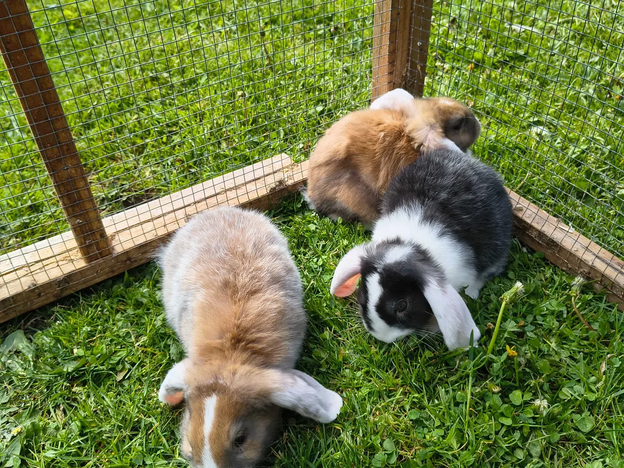 Billede 1 - Dværg vædder/Mini lop