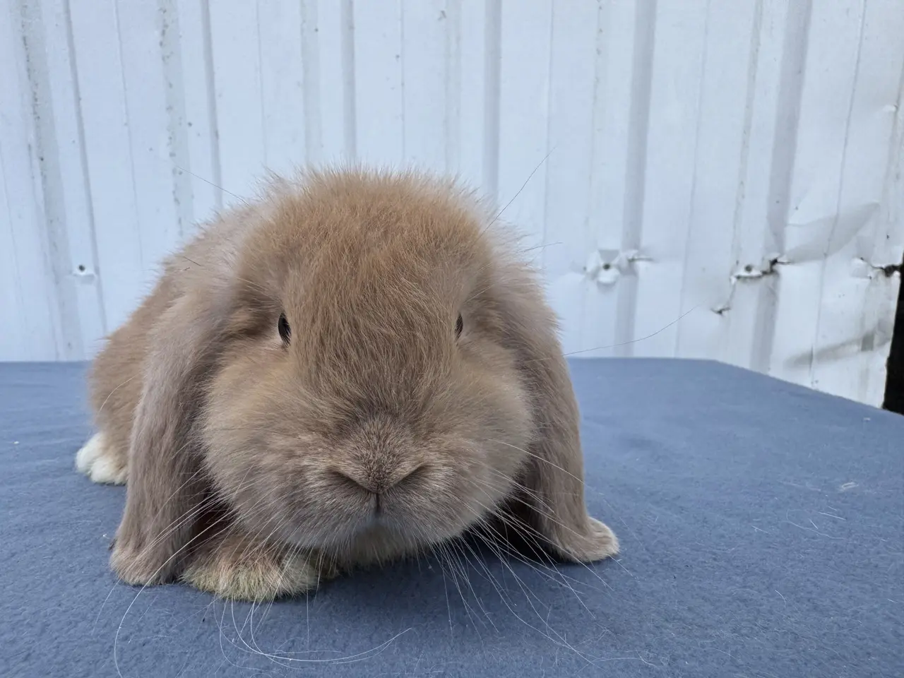 Billede 2 - Mini lop hankanin 