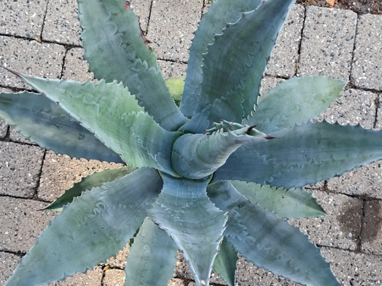 Billede 2 - Meget flot Agave sælges