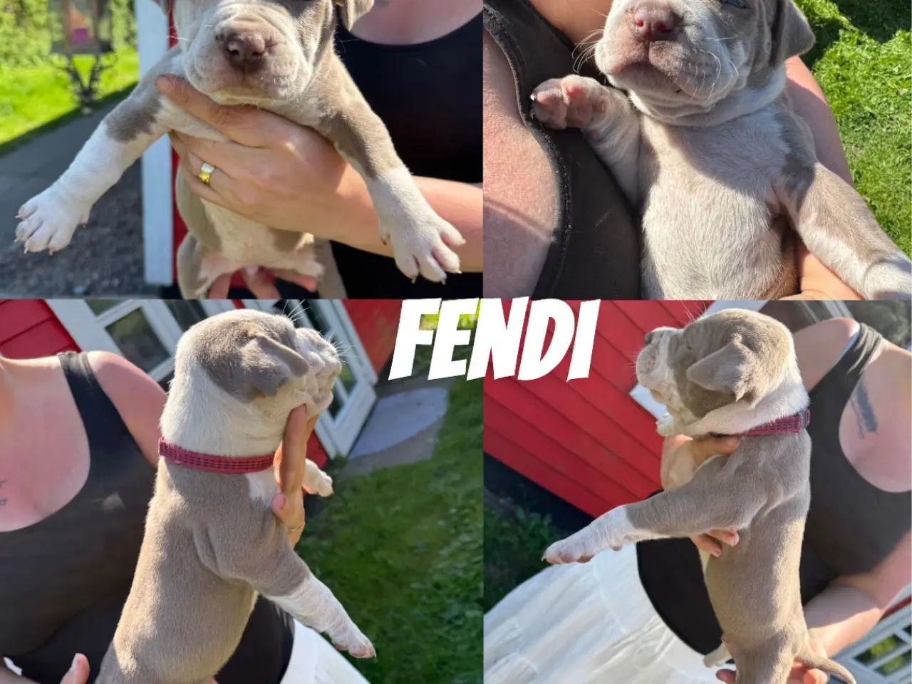 Billede 10 - American Bully XL