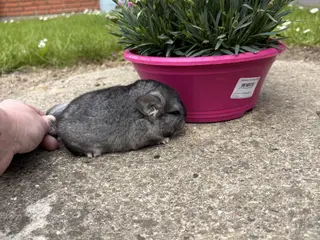 HAN standard chinchilla