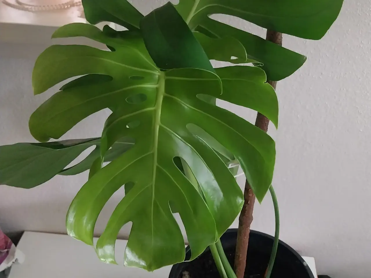Billede 3 - Plante Monstera 