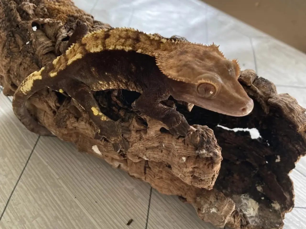 Billede 2 - Kronegekko