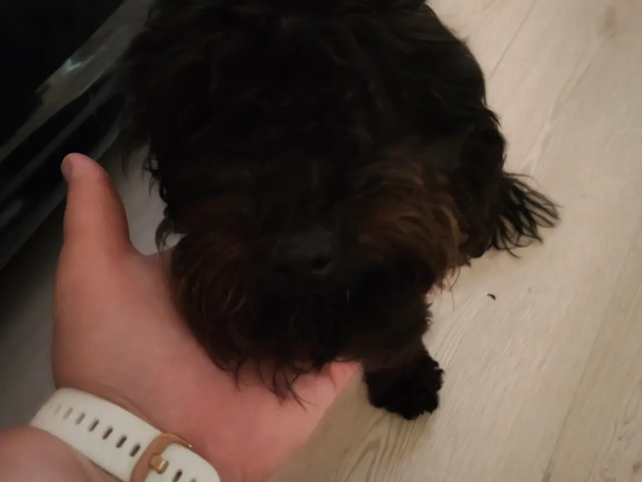 Billede 3 - Puddel dreng