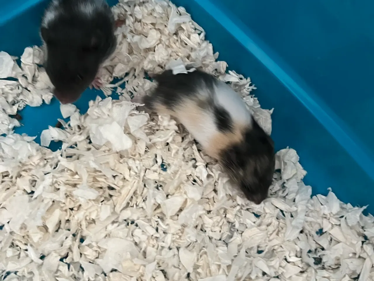 Billede 2 - Guldhamster unger