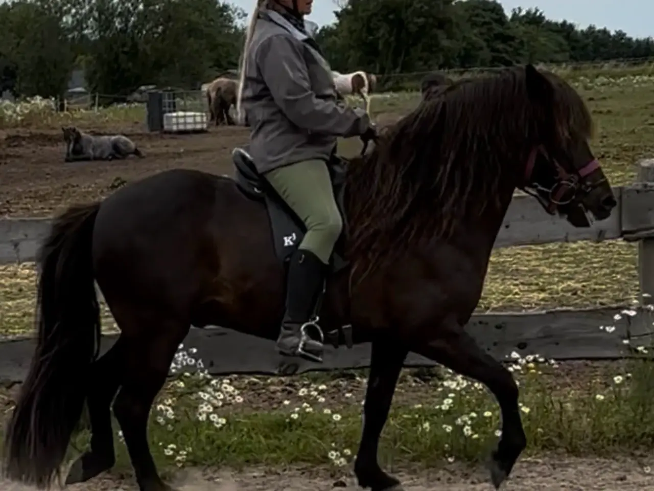 Billede 3 - Kæmpe vallak