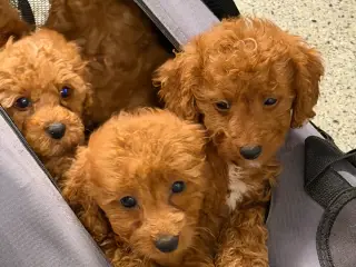🐶☀️ Skønne Cavapoo-hvalpe søger deres kommende fa