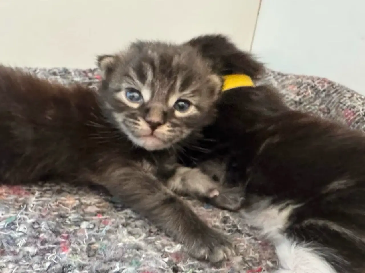 Billede 10 - Maine Coon killing