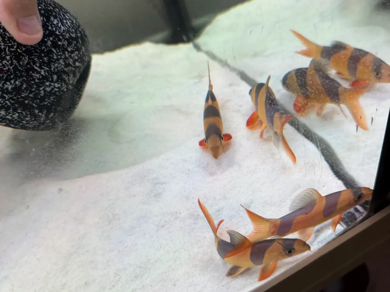 Billede 4 - 2x Oscars, 5x pragtsmerlinger