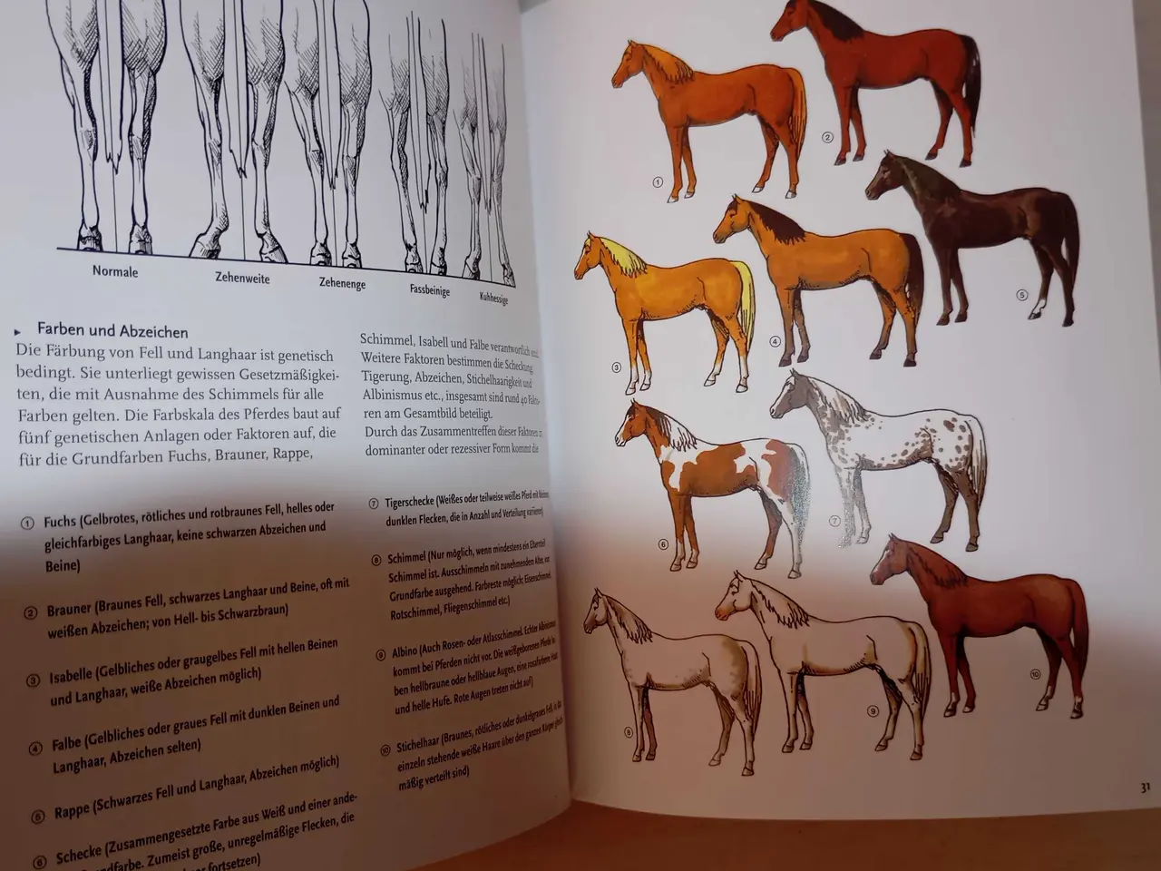 Billede 9 - Verdens pony og hesteracer. Flot bog