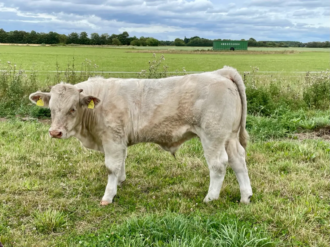 Billede 3 - Charolais tyrekalve 