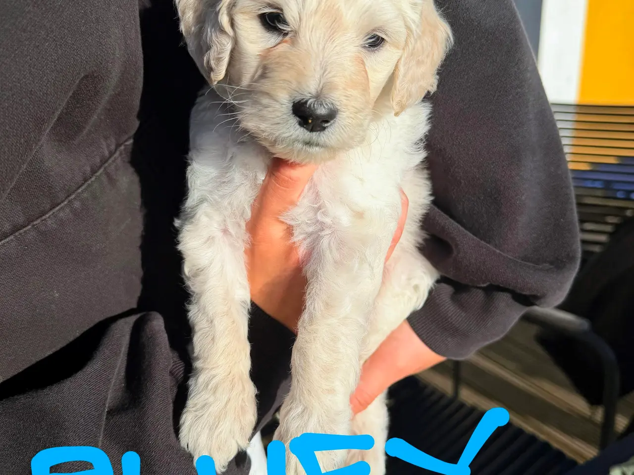 Billede 6 - Skønne Multigen Labradoodle hvalpe sælges