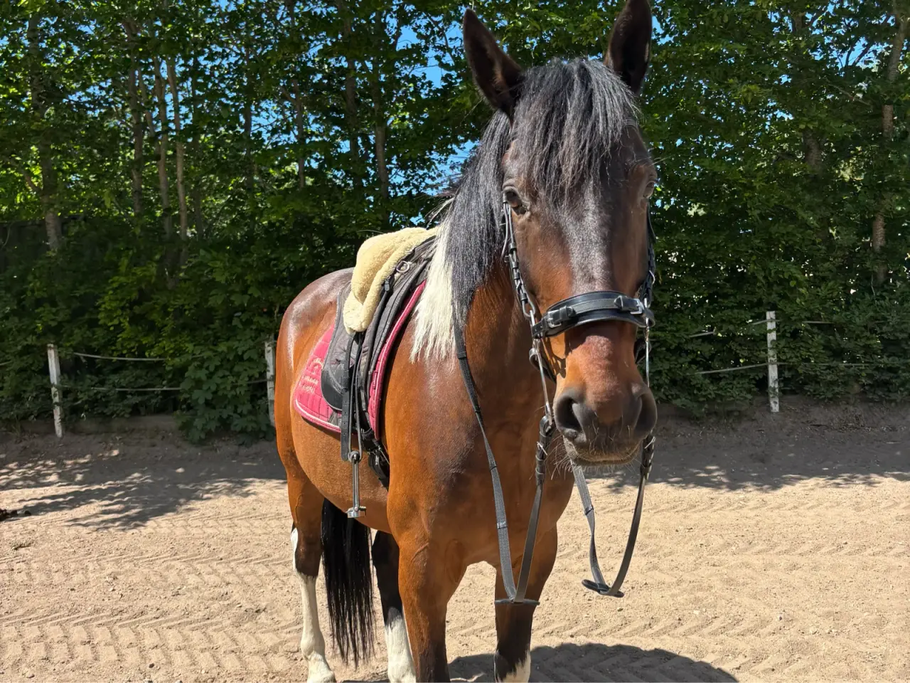 Billede 2 - 7 års vallak, Pinto med grønt pas