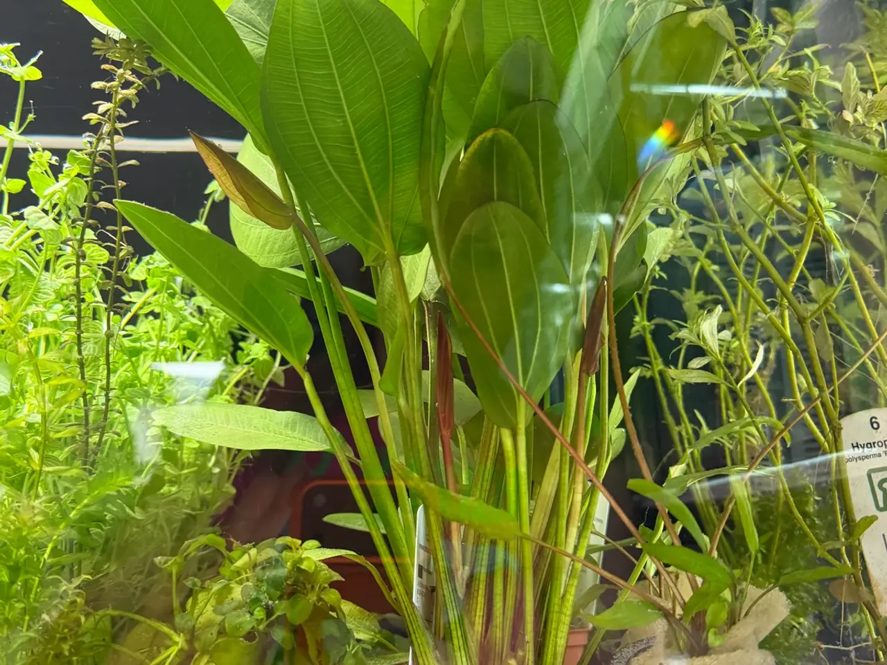 Billede 7 - Mange flere akvarie planter