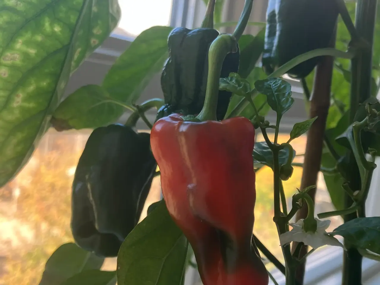Billede 3 - Chili frø + zip poser til frø