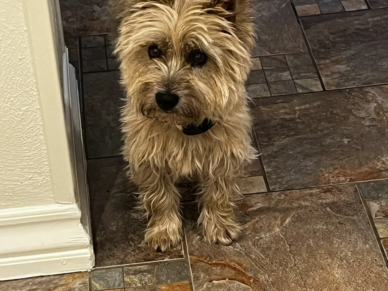 Billede 6 - Cairn terrier /Westie hvalpe sælges
