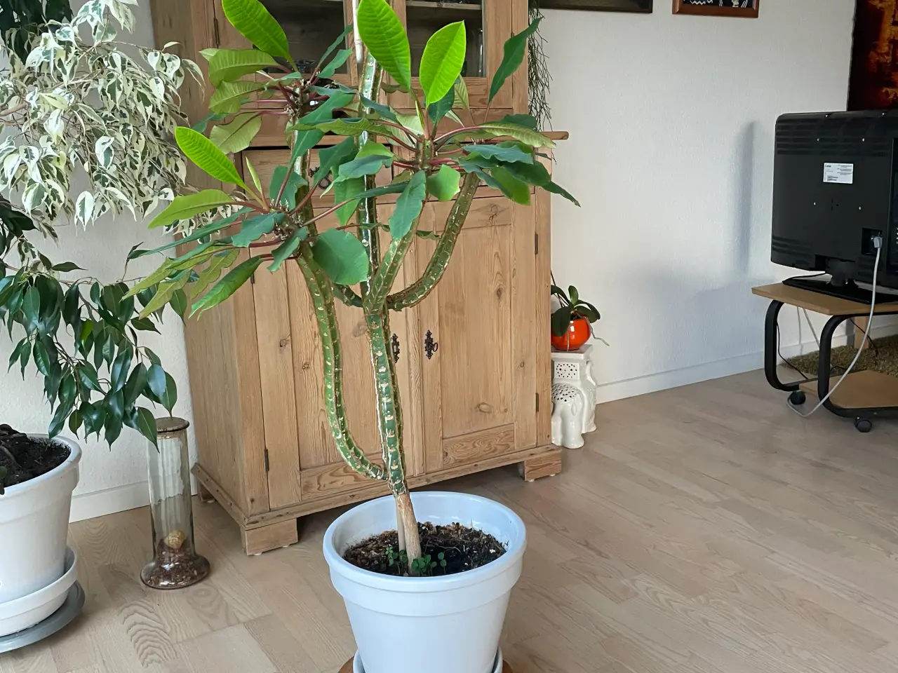 Billede 1 - 130 cm H. Grøn plante uden potte