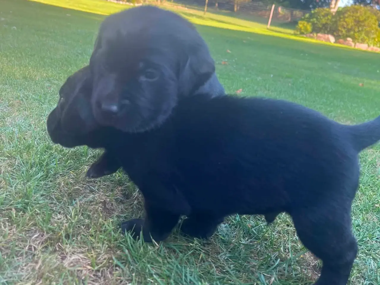 Billede 2 - Labrador hvalpe
