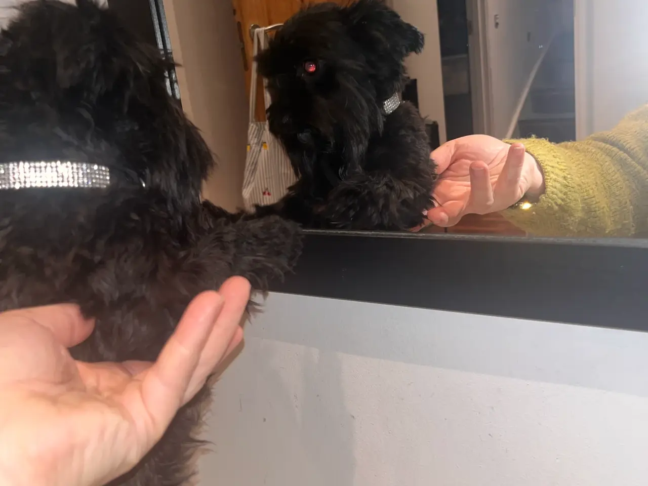 Billede 1 - Skøn yorksherie terrier til parring