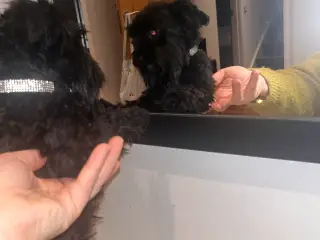 Skøn yorksherie terrier til parring 