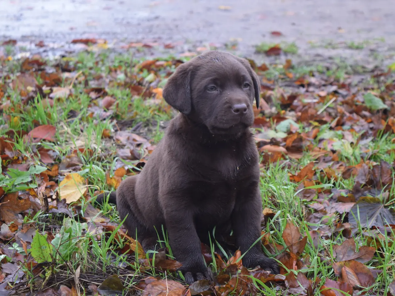 Billede 3 - Brune Labrador-hvalpe med DKK-stamtavle 🐶