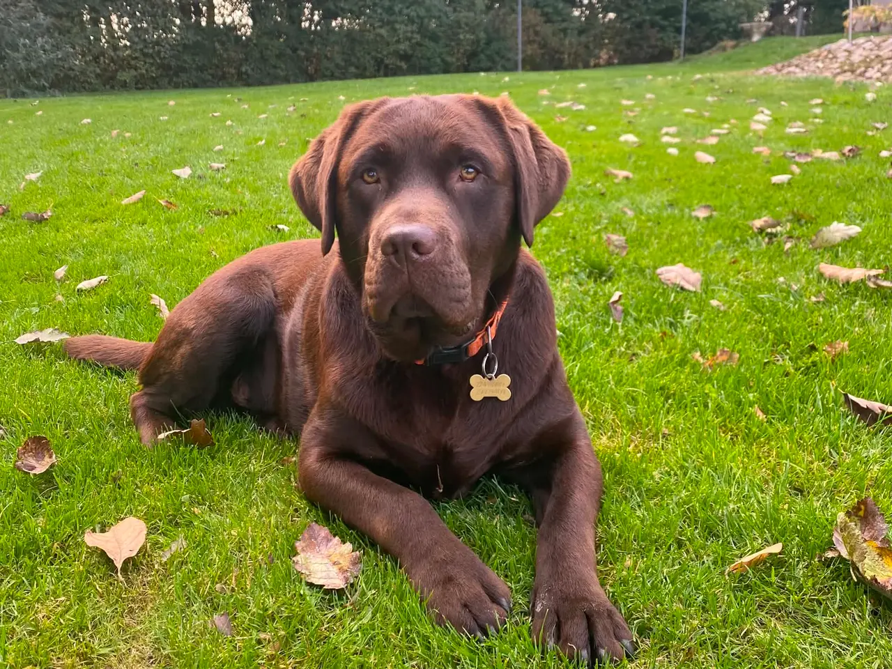 Billede 3 - Labrador hvalpe ( sorte )