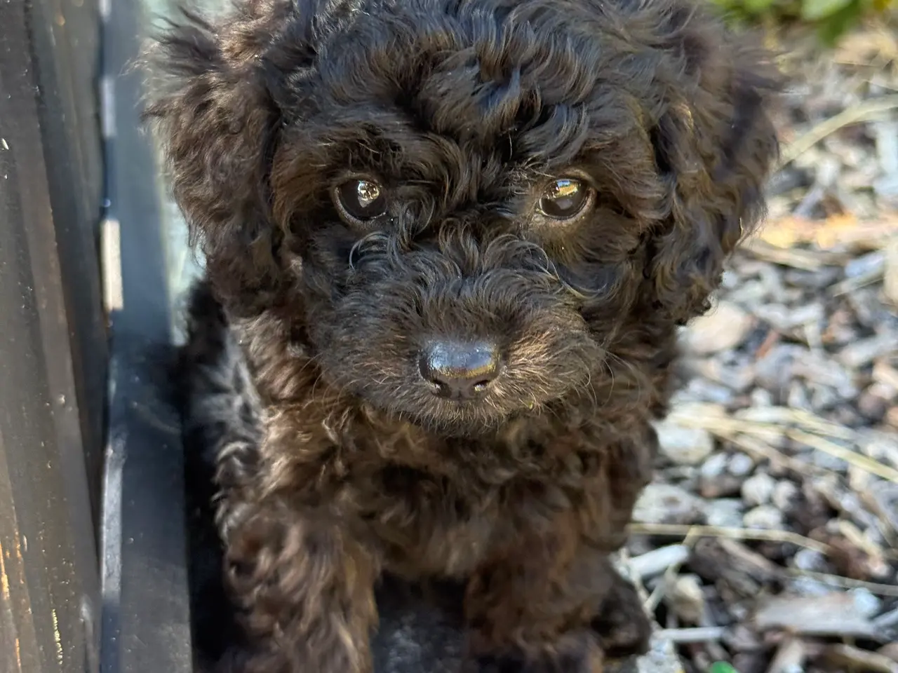 Billede 9 - Cavapoo hvalpe