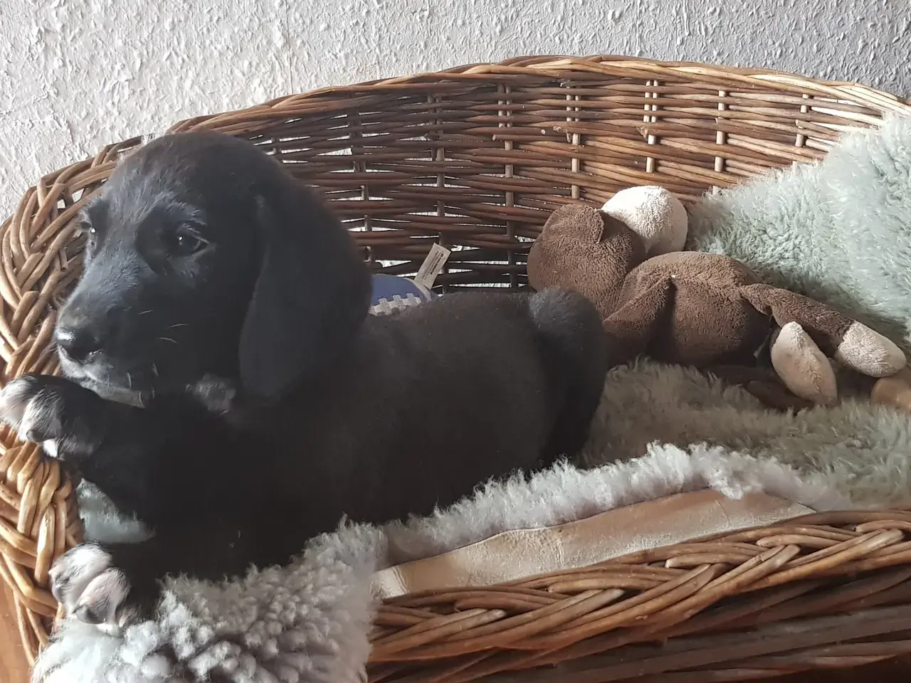 Billede 3 - lækre golden retriever blandinger med Beagle