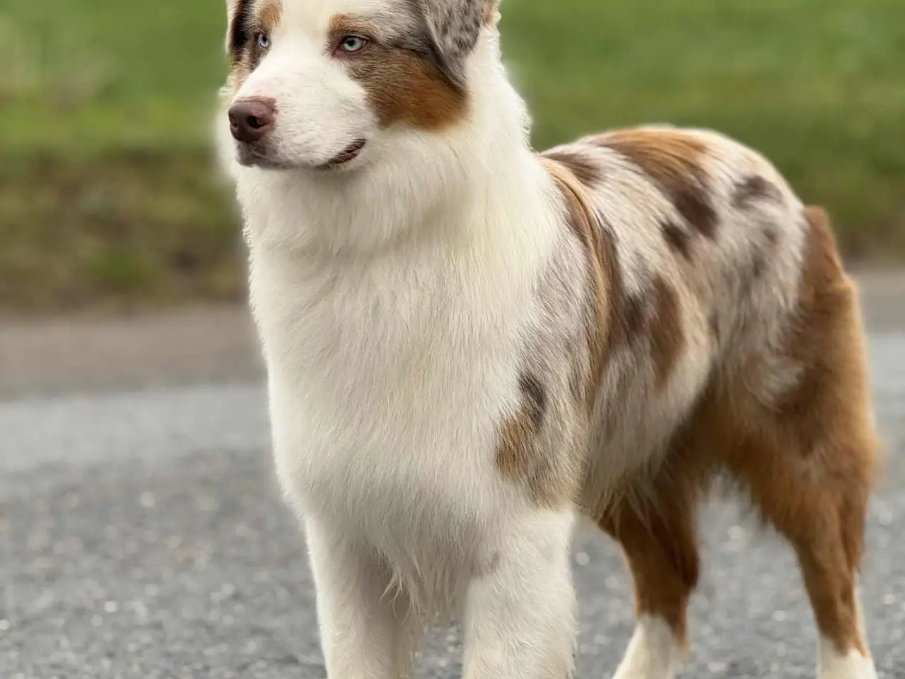 Billede 6 - Ægte Australian Shepherd hvalp 