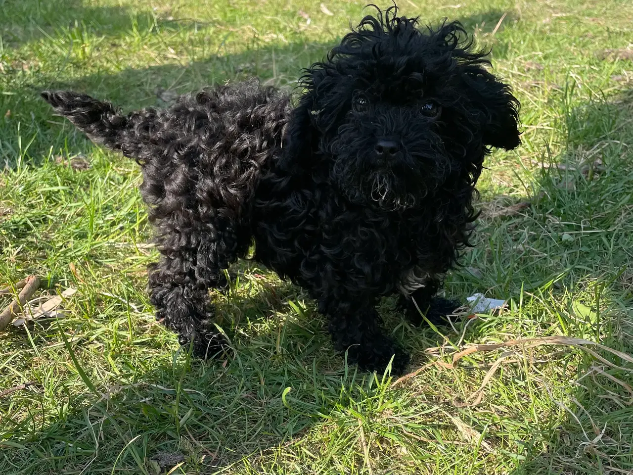 Billede 2 - Maltipoo Hvalp