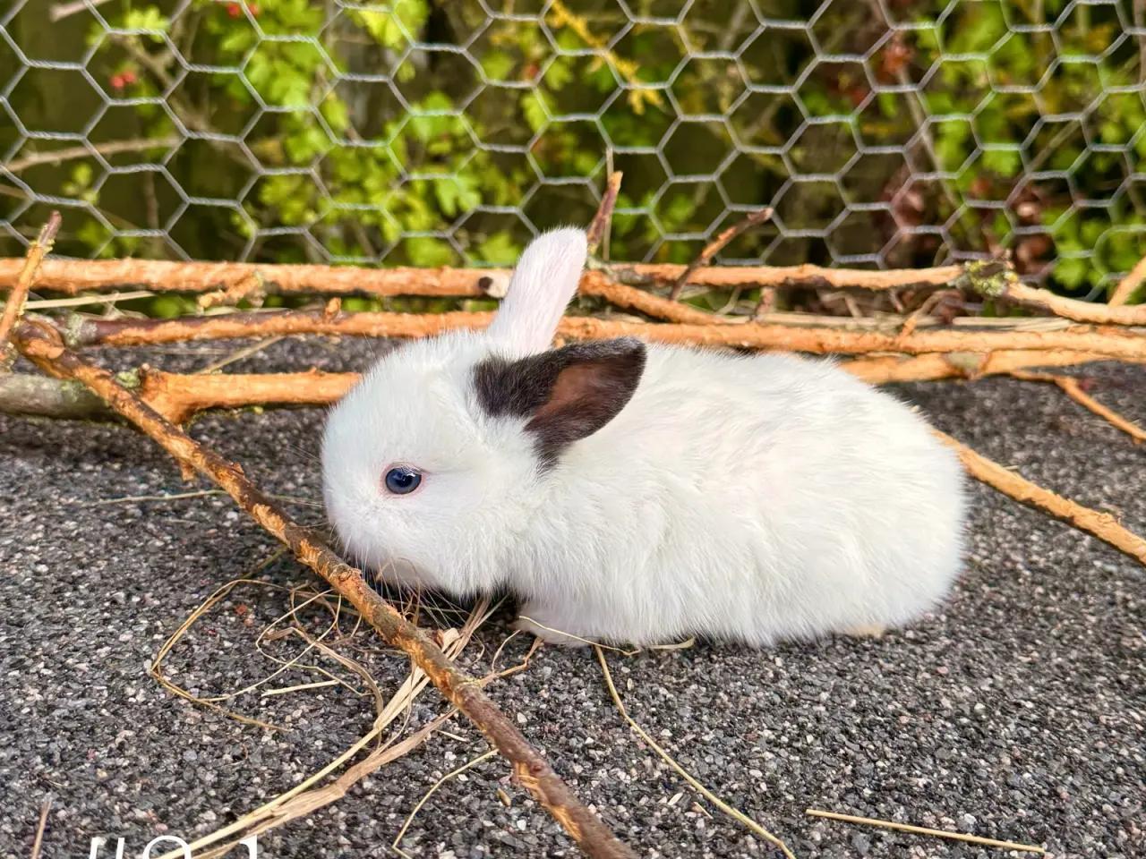 Billede 9 - Mini Lop kaninunger