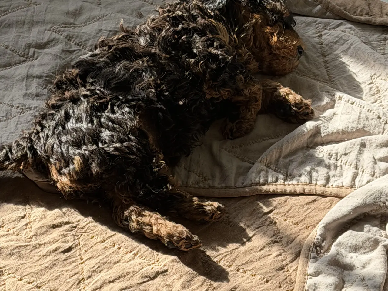 Billede 4 - Cavapoo 2 smukke Prinsesser ❤️