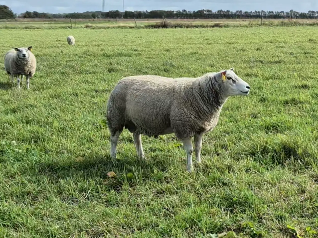 Billede 1 - 2-årig texel vædder med super afstamning og godt s
