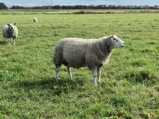 2-årig texel vædder med super afstamning og godt s
