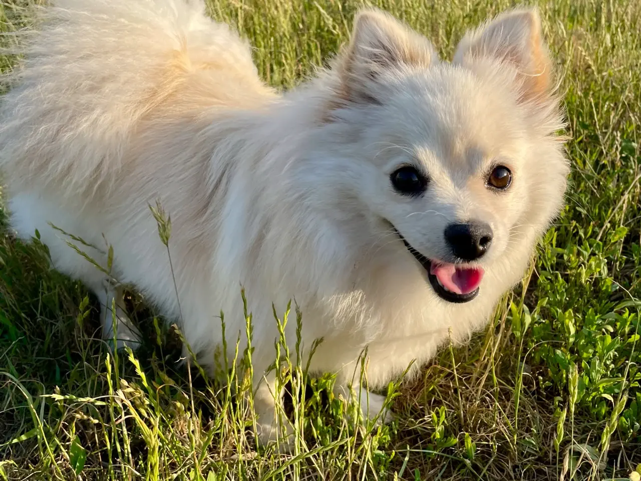 Billede 1 - Flot Pomchi pige