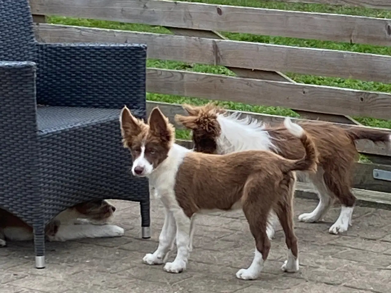 Billede 10 - Border Collie