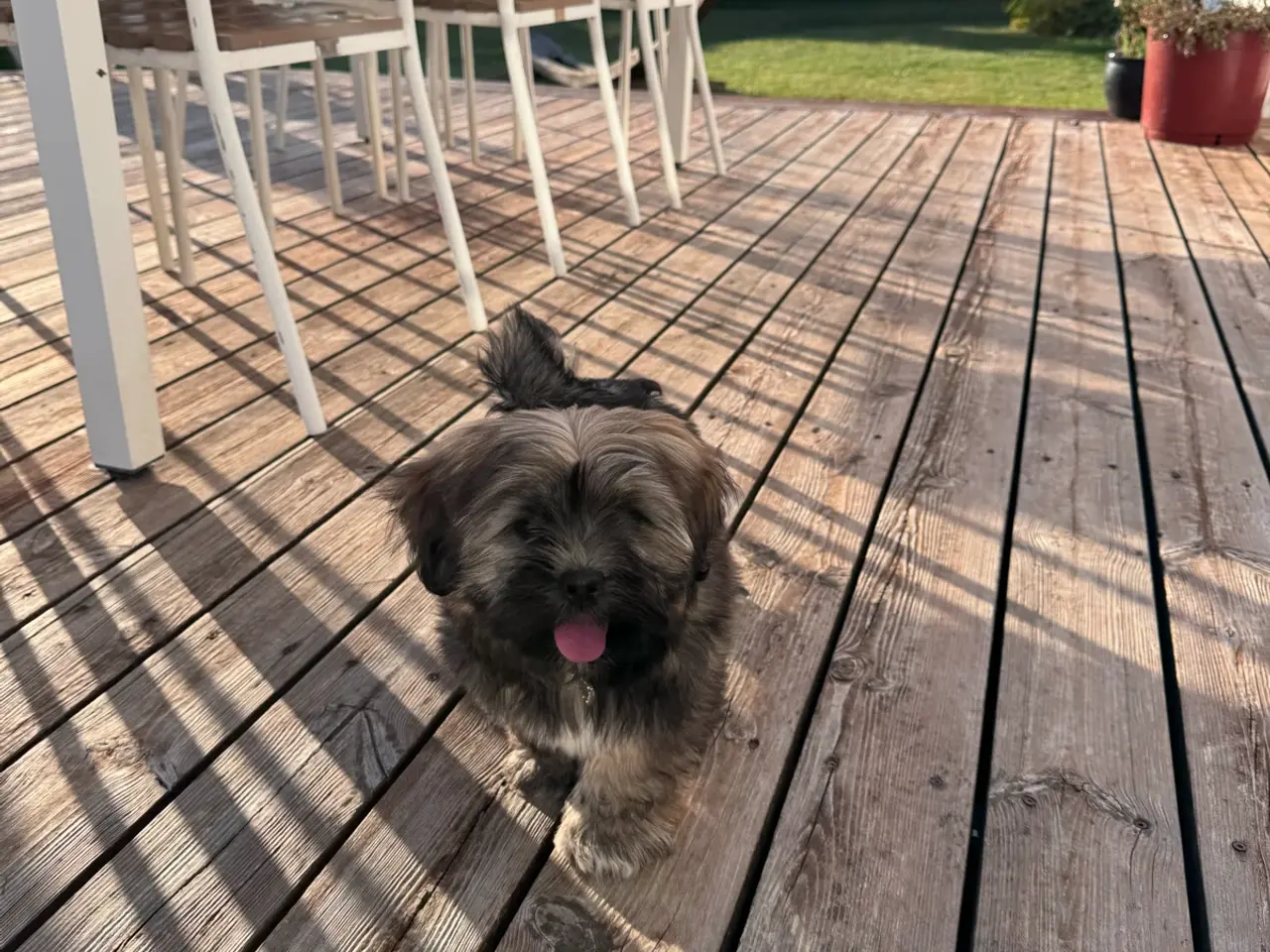Billede 2 - Lhasa apso hvalp