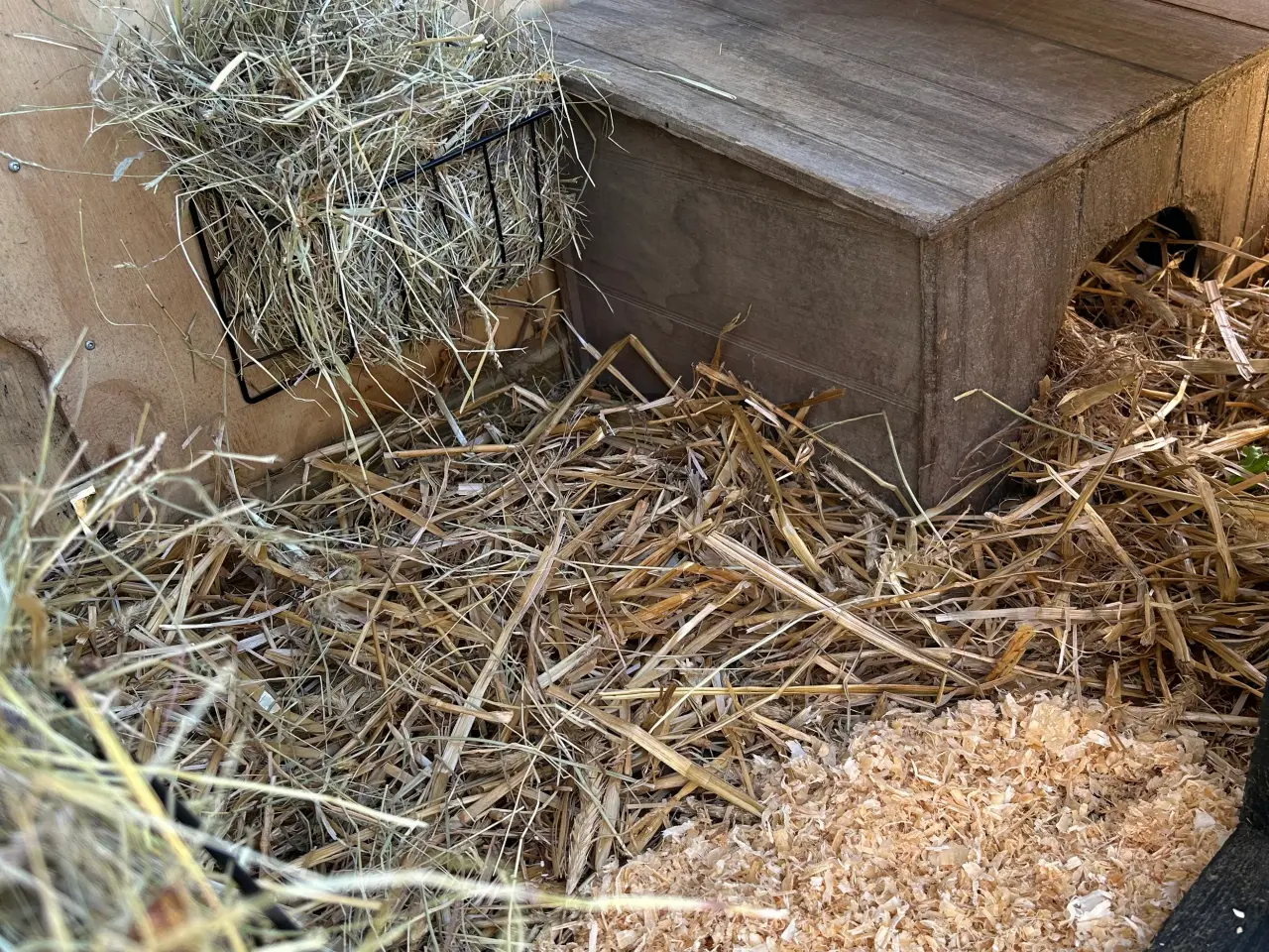 Billede 14 - 2 søde mini lop kaniner (søstre)