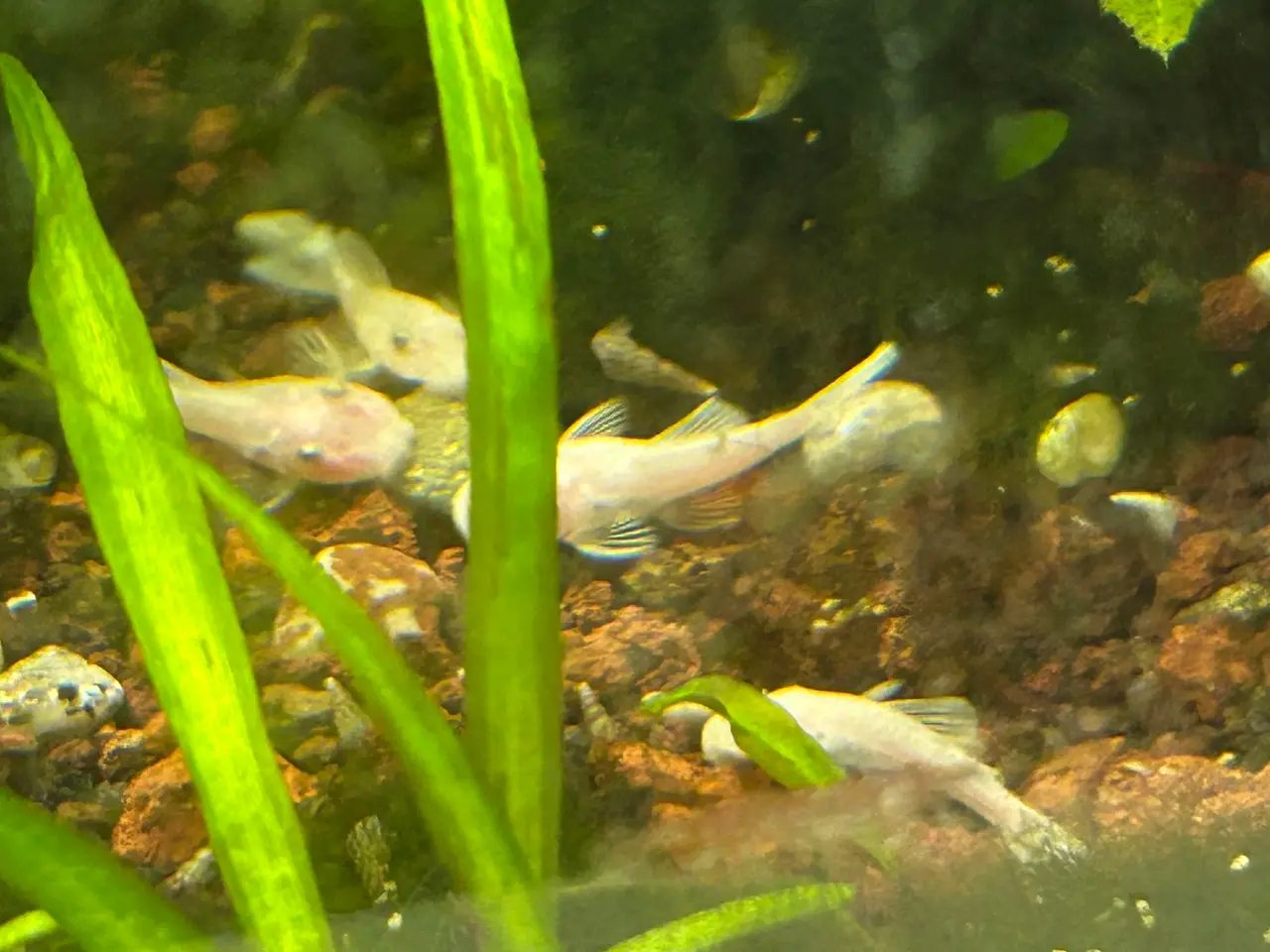 Billede 2 - ❄️🐟 Snow White Ancistrus – flotte hvide maller