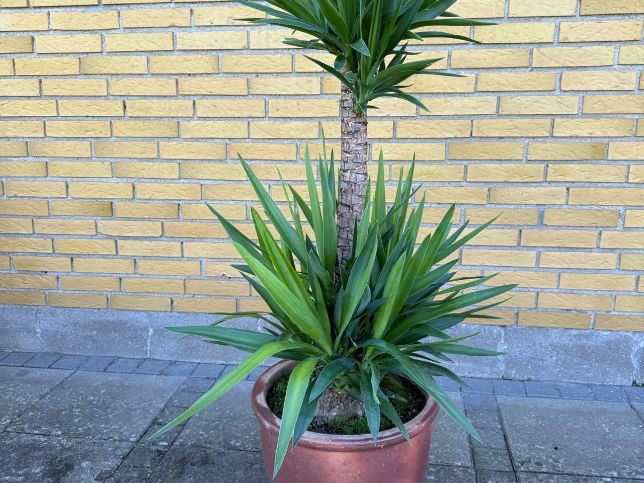 Billede 9 - Yucca palmer