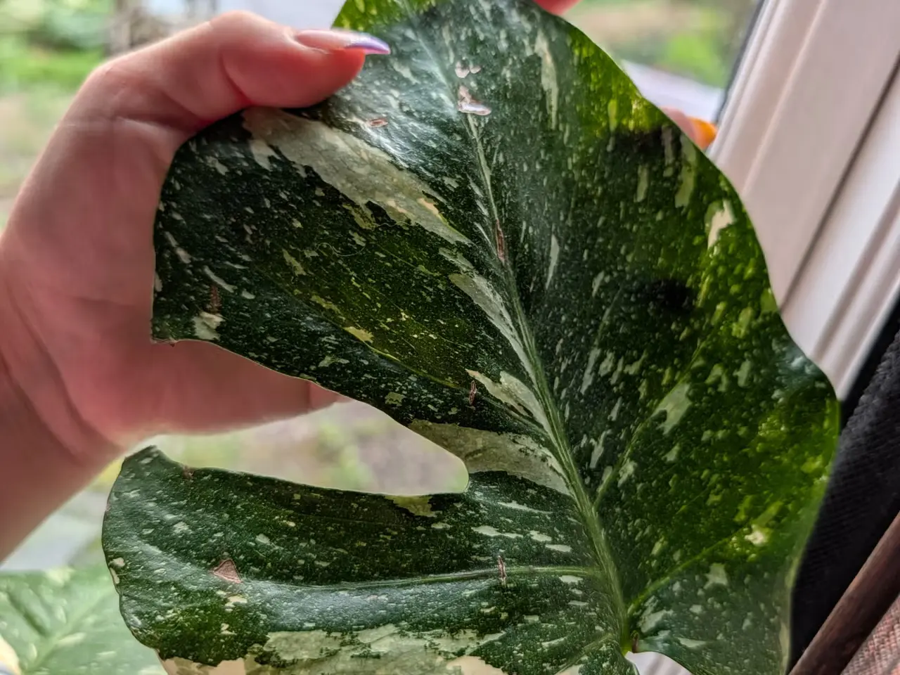 Billede 1 - Monstera deliciosa 'Thai constellation'