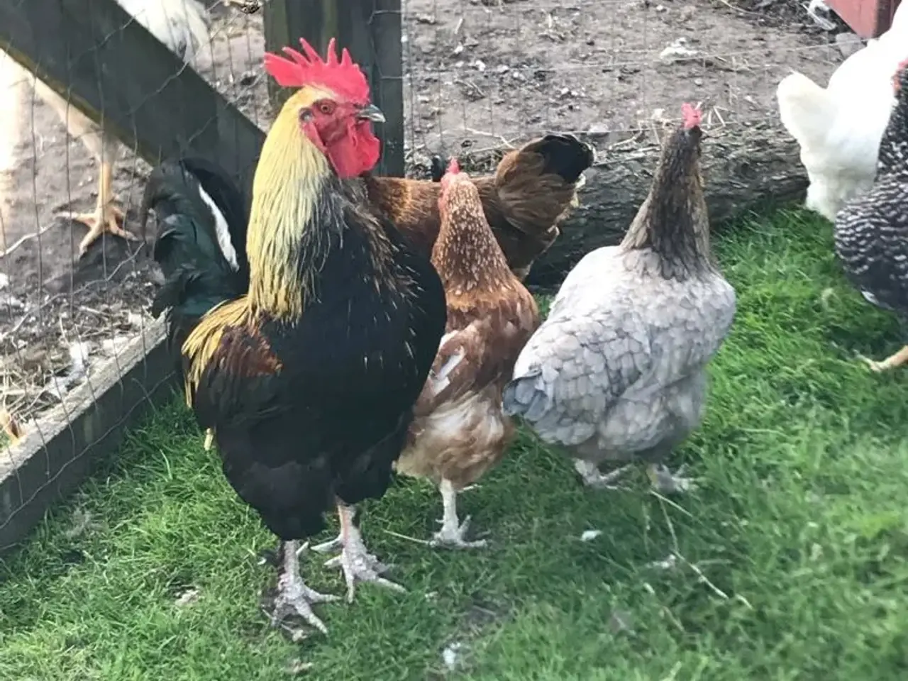 Billede 8 - Rugeæg. Grønne og brune.