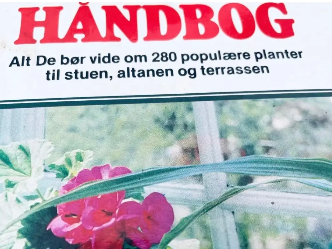 Billede 7 - Stueplanter bo bedre 