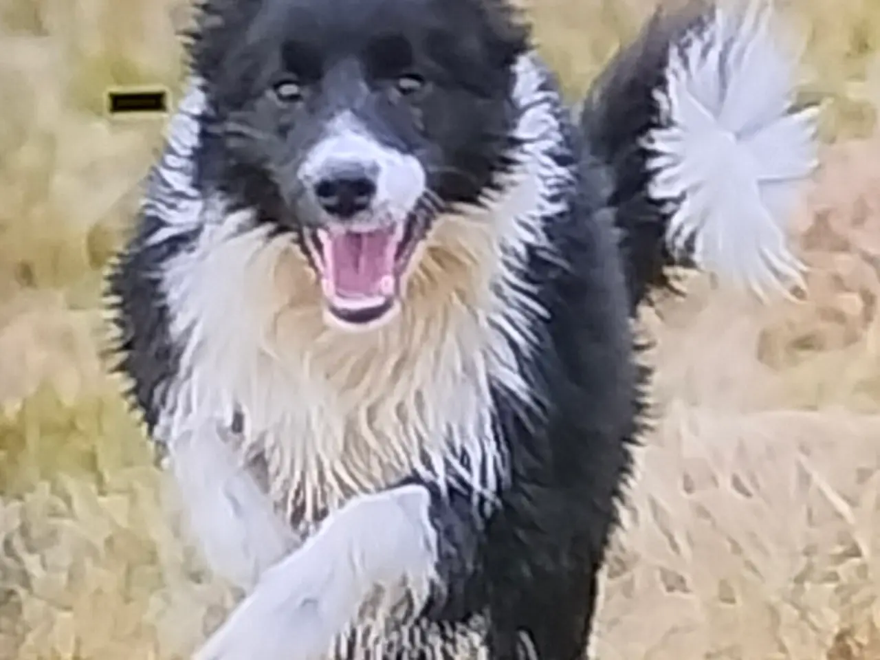 Billede 1 - Border Collie