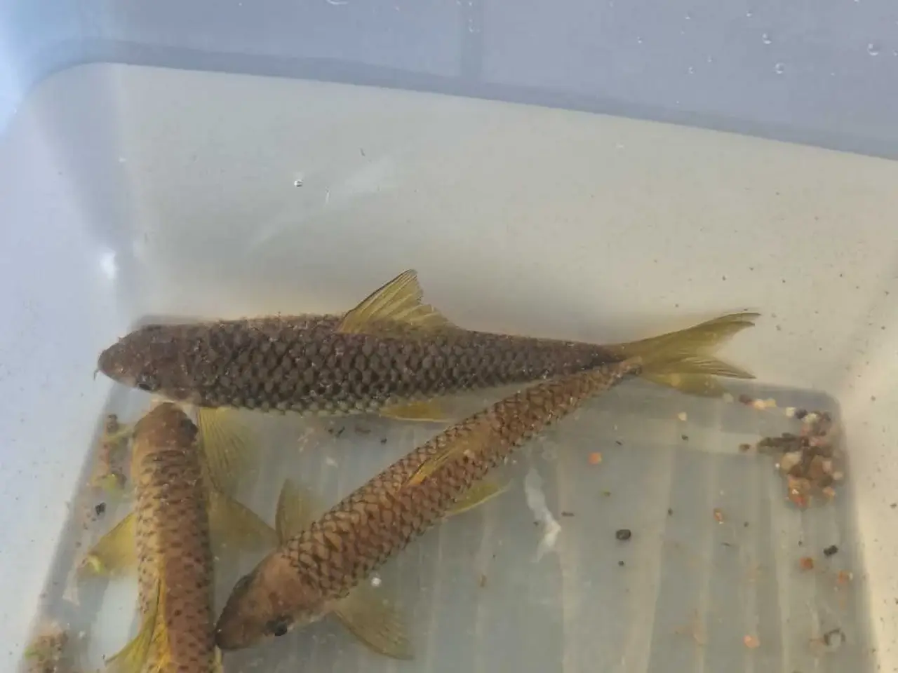 Billede 2 - Gratis Fisk
