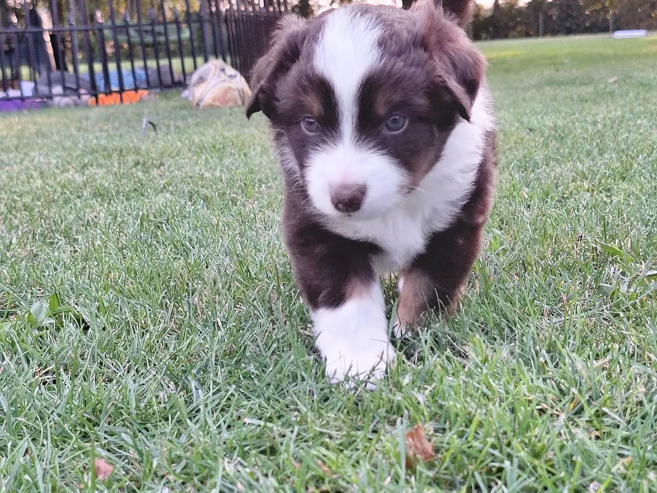 Billede 14 - Miniature American Shepherd hvalpe