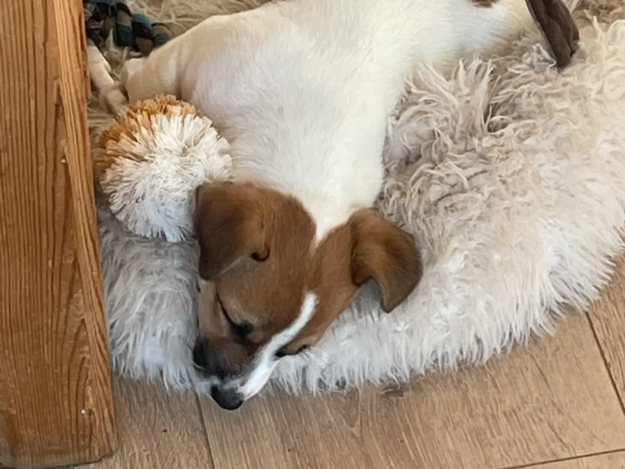 Billede 4 - Jack Russell Hvalp - Glathåret - DKK stamtavle