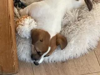 Jack Russell Hvalp - Glathåret - DKK stamtavle  - 4