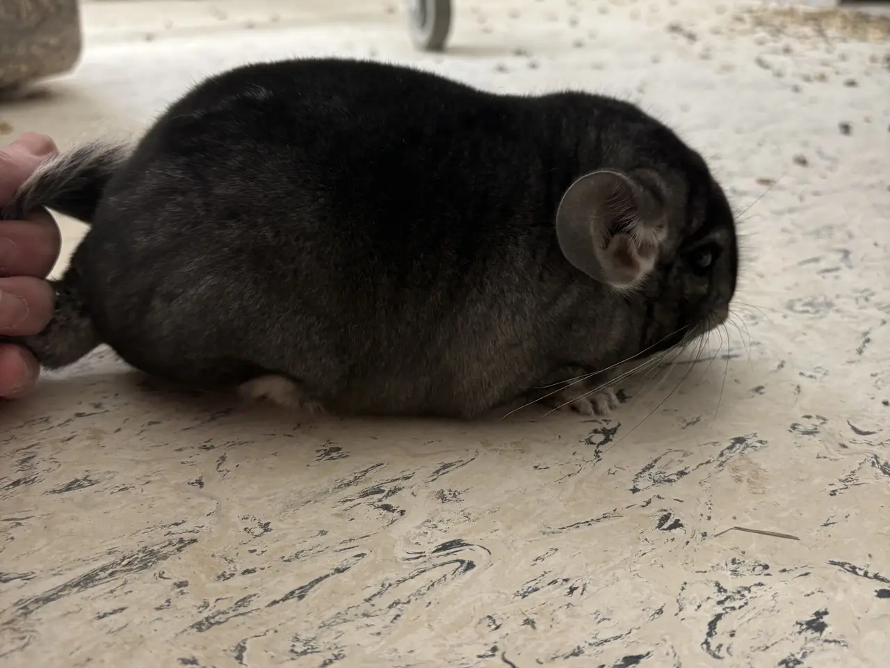 Billede 4 - HUN Pure grey chinchilla