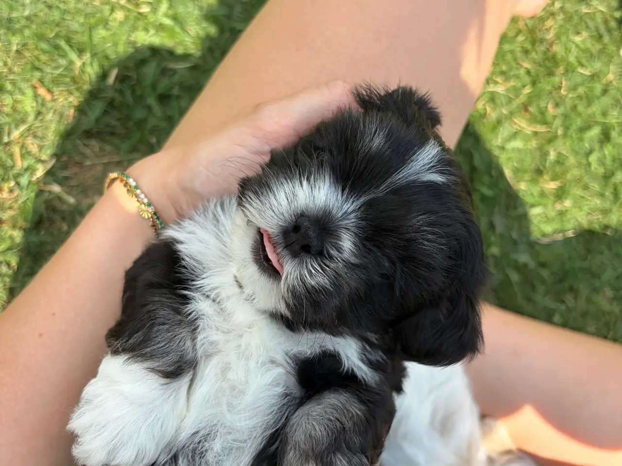 Billede 4 - 5 Søde hundehvalpe